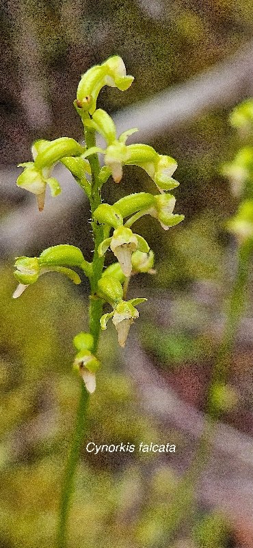 34 Cynorkis falcata Orchidaceae ENDEMIQUE LA REUNION