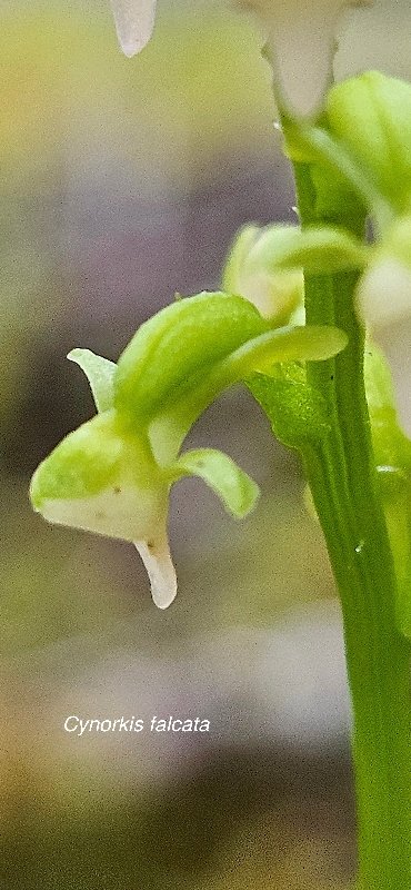 35 Cynorkis falcata Orchidaceae ENDEMIQUE LA REUNION 