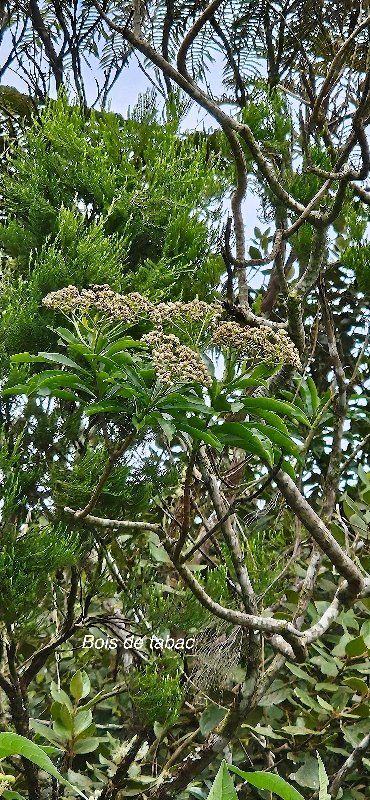 36 Psiadia laurifolia Bois de tabac Asteraceae ENDEMIQUE LA REUNION