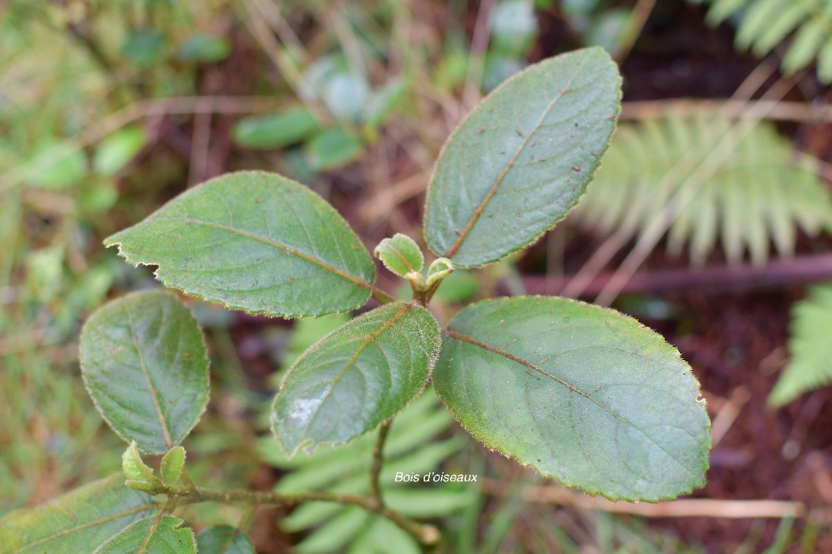 37 Claoxylon dolichostachyum Bois d'oiseaux Euphorbiaceae ENDEMIQUE LA REUNION