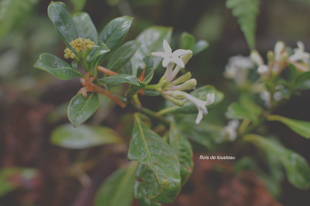 38 Chassalia gaertneroides Bois de lousteau Rubiaceae ENDEMIQUE LA REUNION