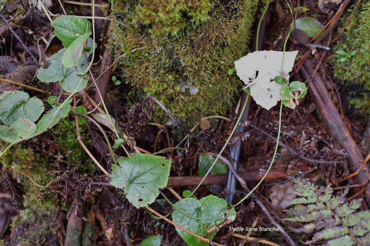 39 Humbertacalia tomentosa Petite liane blanche Asteraceae INDIGENE LA REUNION