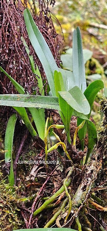 4 Jumellea triquetra Orchidaceae ENDEMIQUE LA REUNION