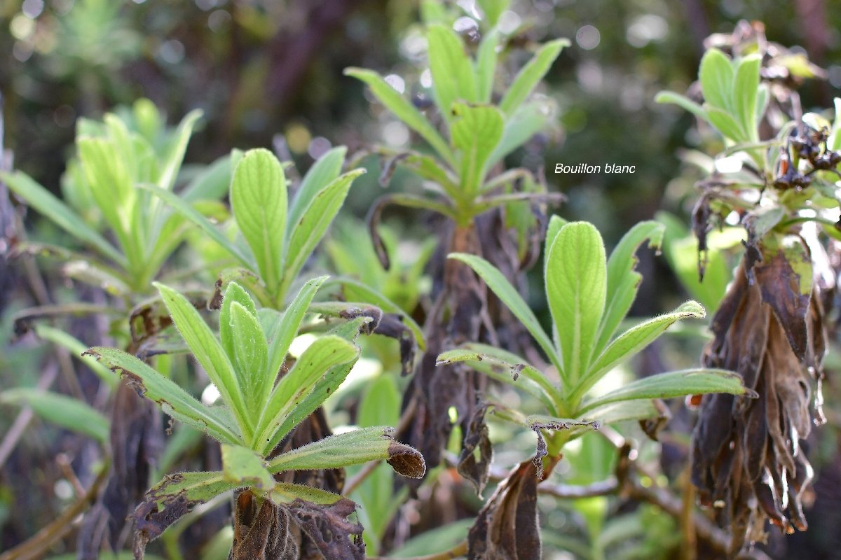 40 Psiadia anchusifolia Bouillon blanc Asteraceae ENDEMIQUE LA REUNION 