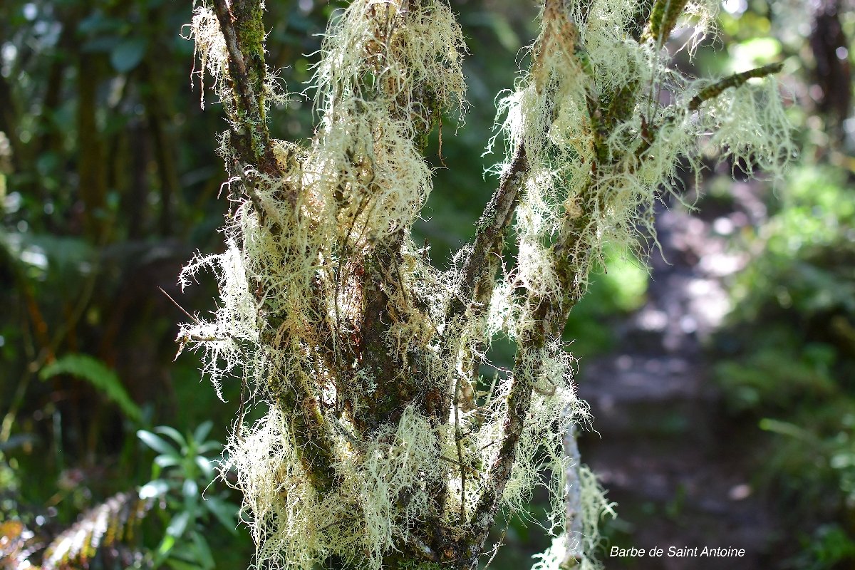 41 Usnea barbata Barbe de Saint Antoine Parmeliaceae ENDEMIQUE LA REUNION, MAURICE