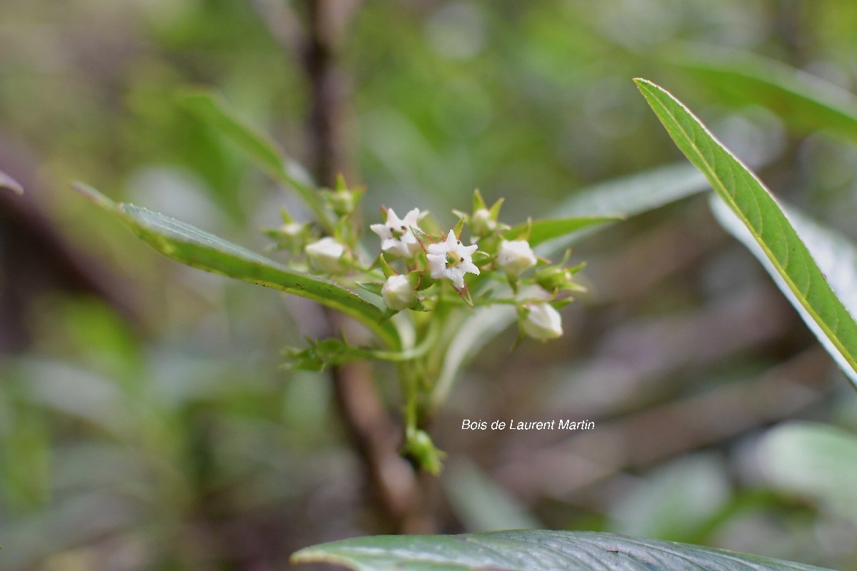 42 Forgesia racemosa Bois de Laurent Martin Escalloniaceae ENDEMIQUE LA REUNION 