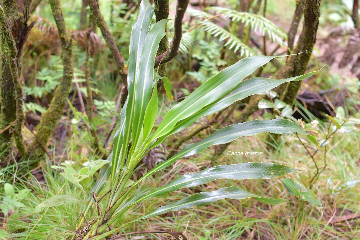 43 Cordyline mauritiana Canna marron Asparagaceae ENDEMIQUE LA REUNION, MAURICE