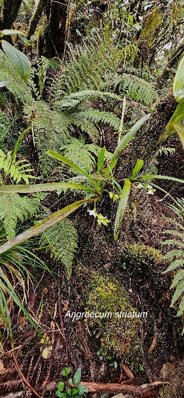 5 Angraecum striatum Orchidaceae ENDEMIQUE LA REUNION