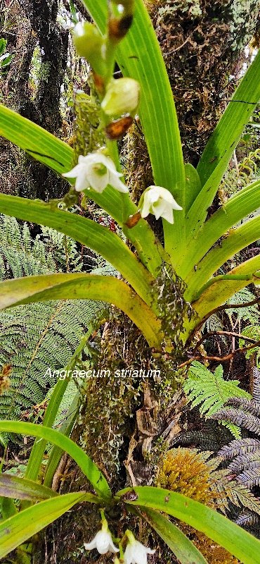 6 Angraecum striatum Orchidaceae ENDEMIQUE LA REUNION