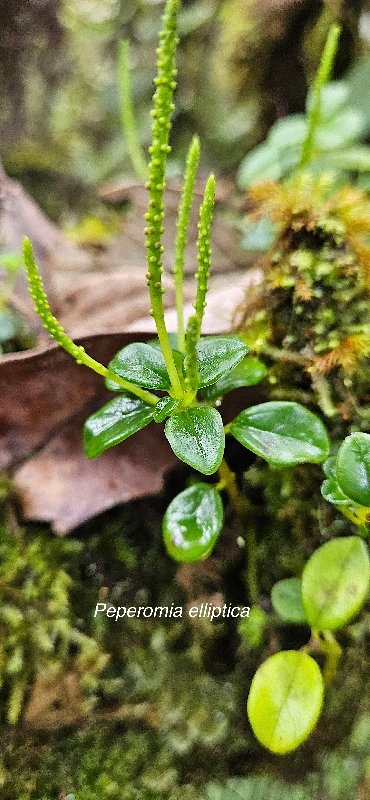 7 Peperomia elliptica Piperaceae ENDEMIQUE LA REUNION, MAURICE