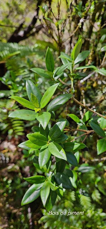 8 Geniostoma angustifolium Bois de piment Loganiaceae ENDEMIQUE LA REUNION,MAURICE