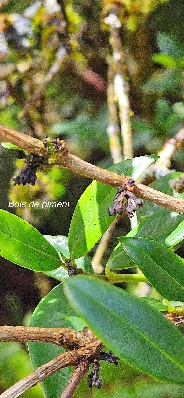 9 Geniostoma angustifolium Bois de piment Loganiaceae  ENDEMIQUE LA REUNION, MAURICE