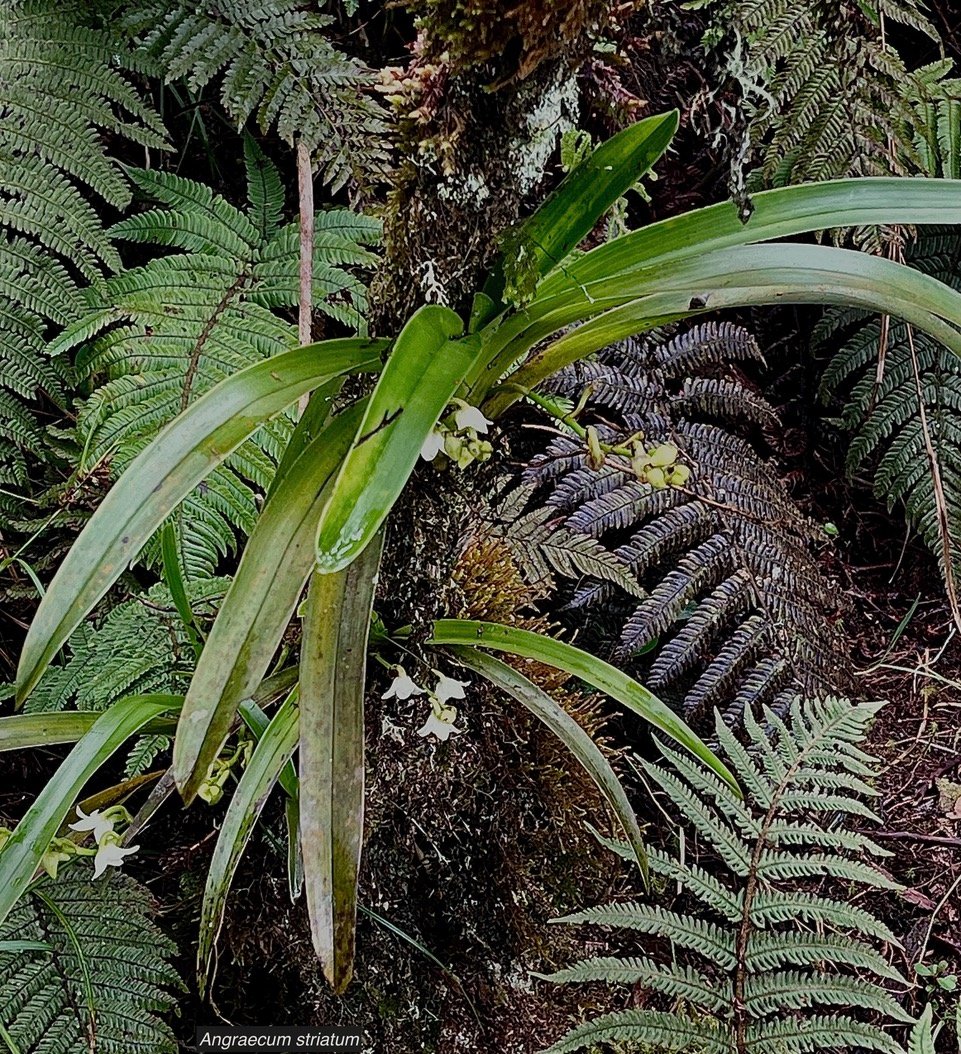 Angraecum striatum Thouars.orchidaceae.endémique Réunion. (1)