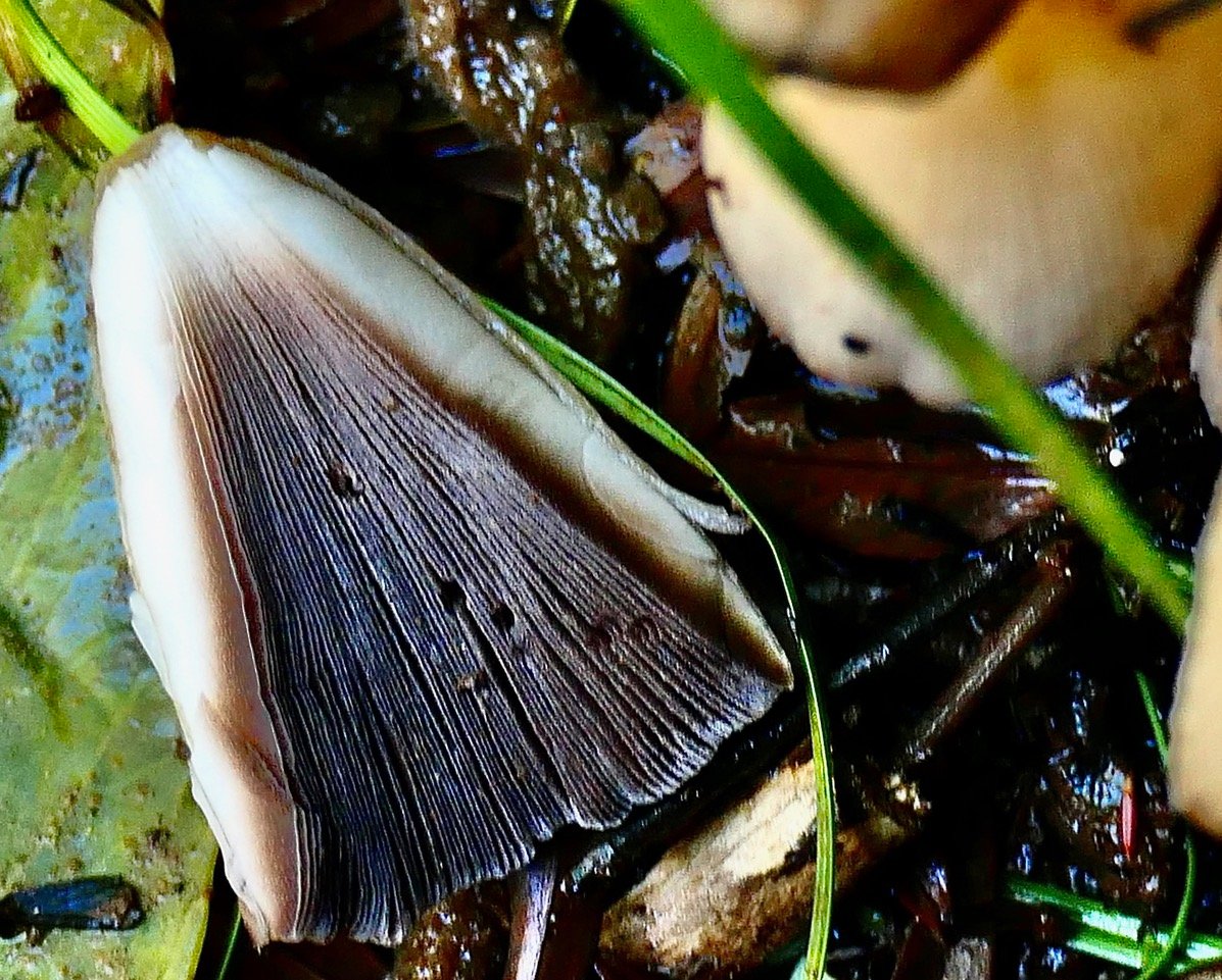 Coprinus sp.agaricaceae. (1)