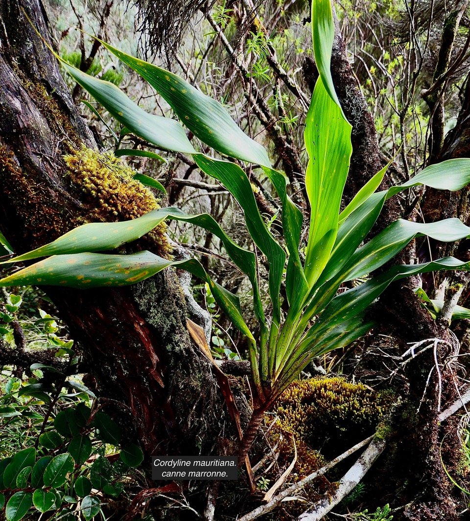 Cordyline mauritiana.canne marronne.asparagaceae.endémique Réunion Maurice.