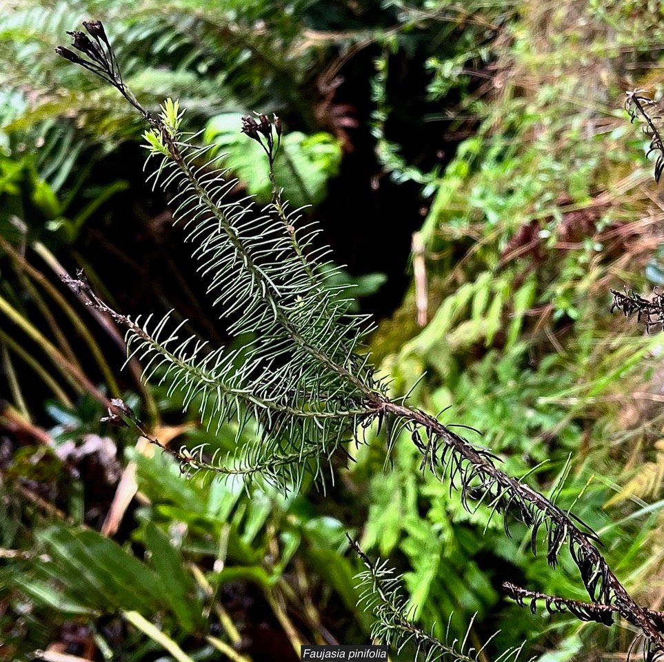 Faujasia pinifolia Cass.asteraceae.endémique Réunion
