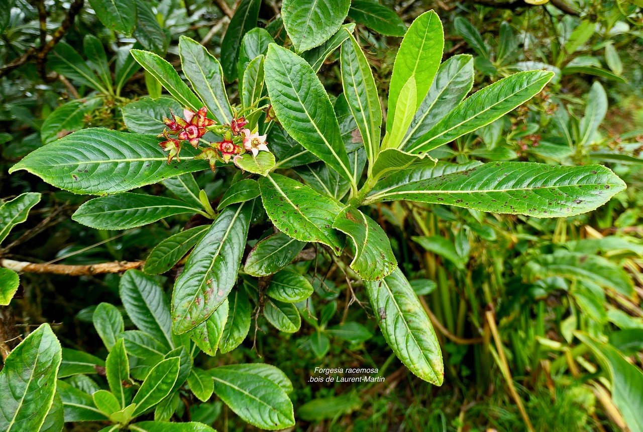 Forgesia racemosa.bois de Laurent-Martin.escalloniaceae.endémique Réunion