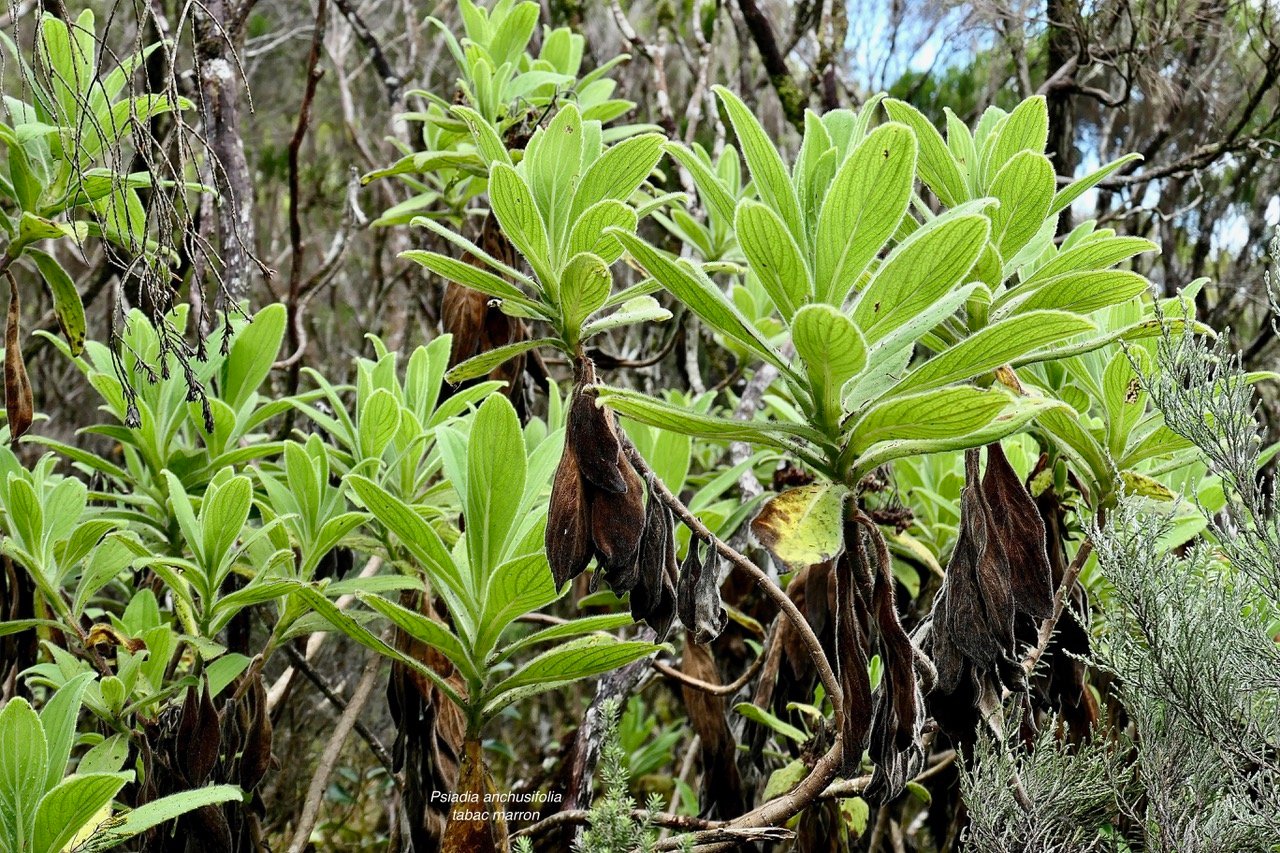 Psiadia anchusifolia (Poir.) Cordem.bouillon blanc.tabac marron.asteraceae.endémique Réunion