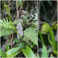 Benthamia_chlorantha-ORCHIDOIDEAE-Endemique_Reunion_Maurice-20250415_200459.jpg