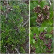 Embelia_angustifolia-Liane_savon-PRIMULACEAE-Endemique_Reunion-Maurice-20250415_200608.jpg