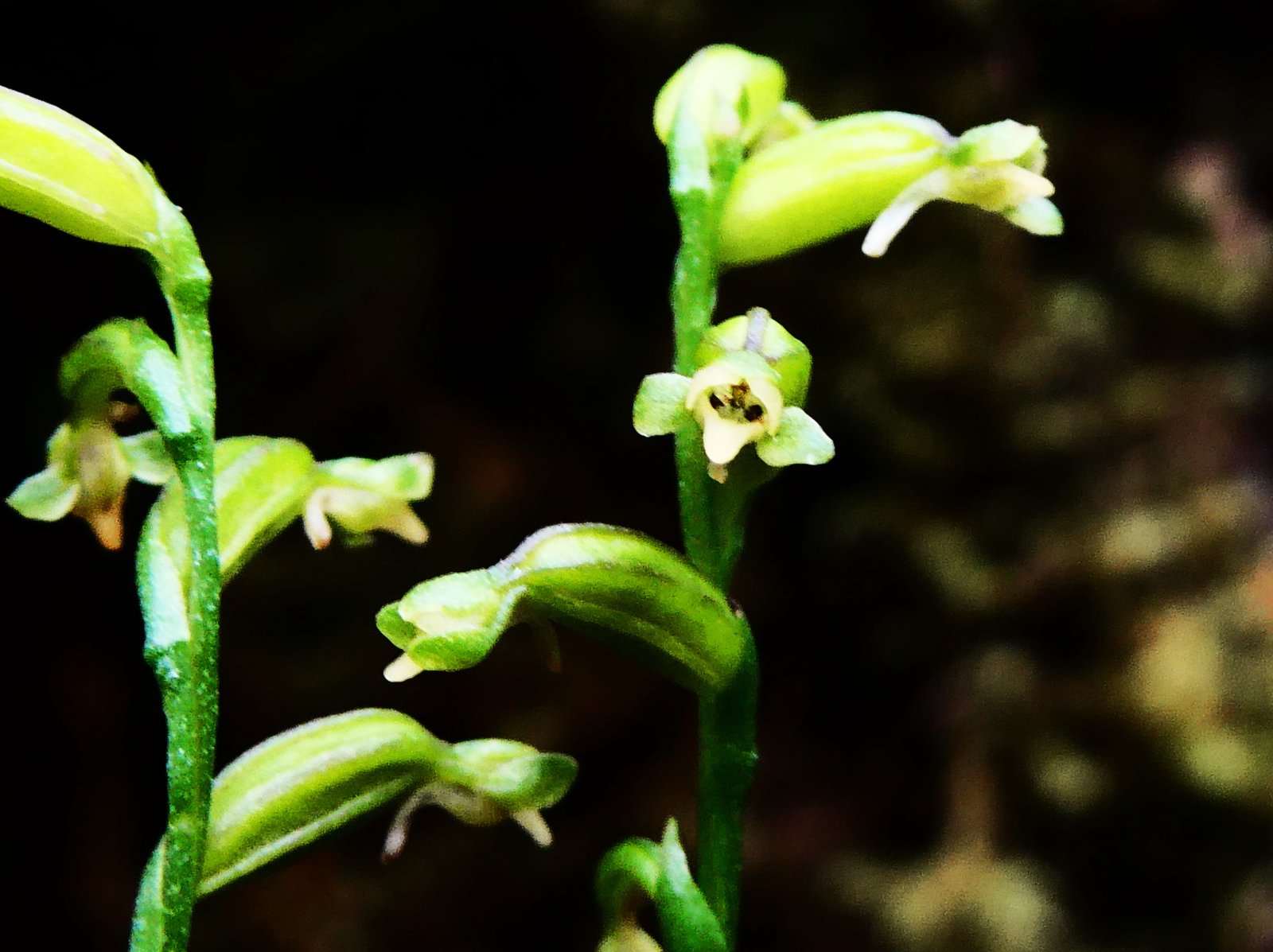 Benthamia micrantha (1).JPG