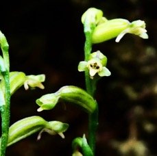 Benthamia micrantha (1).JPG