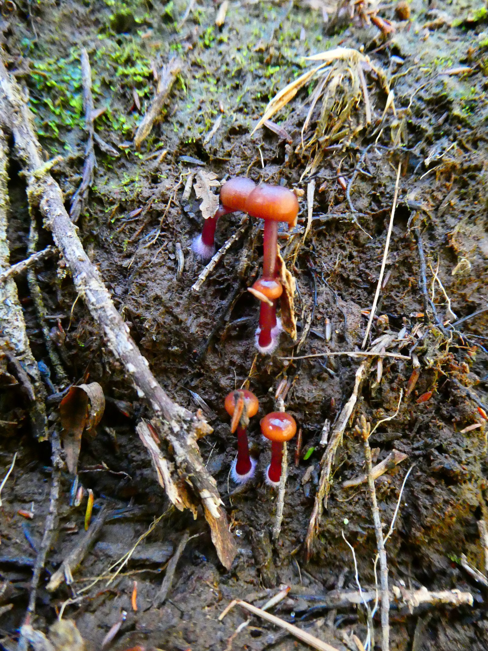 Champignons (1).JPG