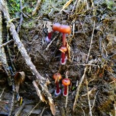 Champignons (1).JPG