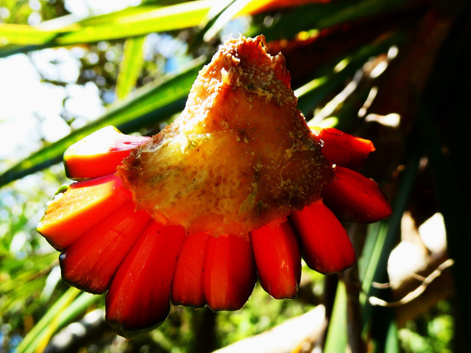 Pandanus montanus (1).JPG