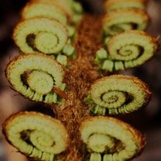Polystichum ammifolium.JPG