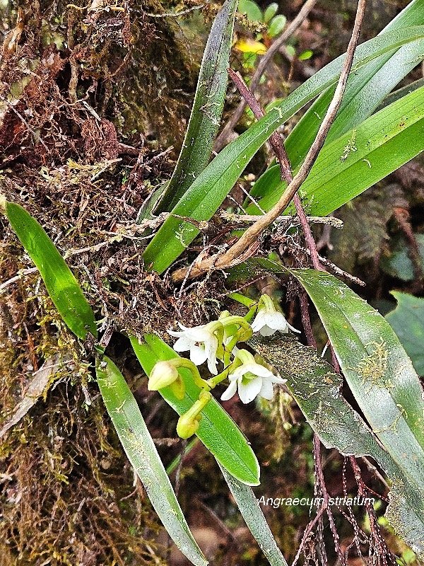 Angraecum striatum Orchidaceae Endémique La Réunion 37.jpeg