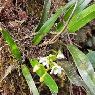Angraecum striatum Orchidaceae Endémique La Réunion 37.jpeg