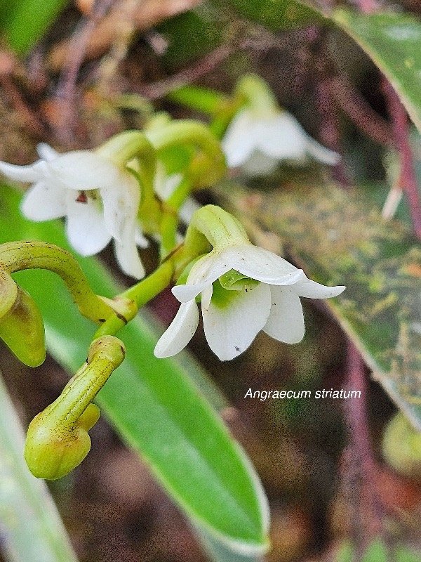 Angraecum striatum Orchidaceae Endémique La Réunion 44.jpeg