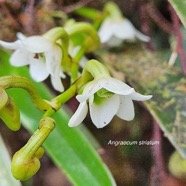 Angraecum striatum Orchidaceae Endémique La Réunion 44.jpeg