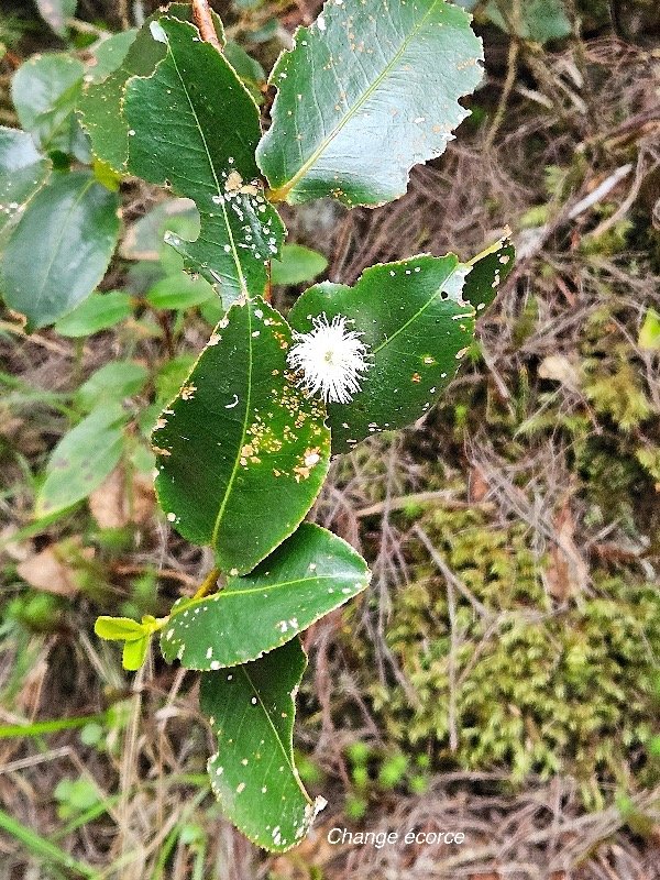 Aphloia theiformis Change e?corce Aph loiaceae Indigène La Réunion41.jpeg