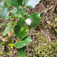 Aphloia theiformis Change e?corce Aph loiaceae Indigène La Réunion41.jpeg
