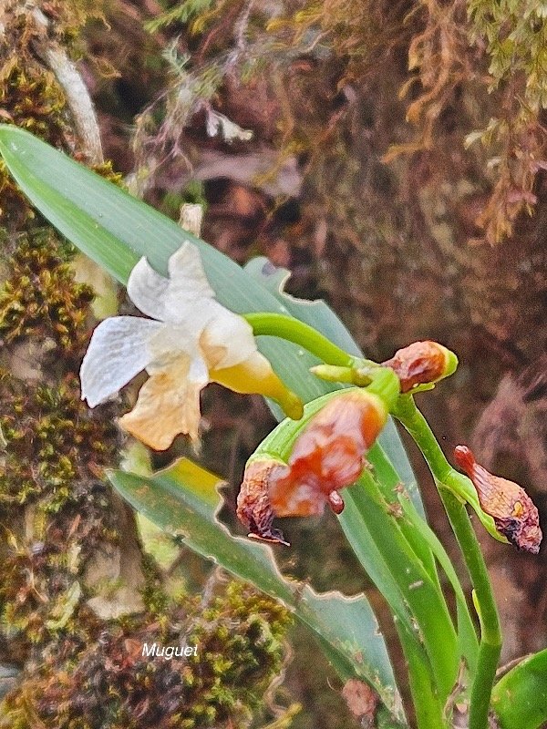 Beclardia macrostachya Muguet Orchi daceae Indigène La Réunion 04.jpeg