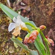 Beclardia macrostachya Muguet Orchi daceae Indigène La Réunion 04.jpeg