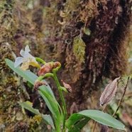 Beclardia macrostachya Muguet Orchi daceae Indigène La Réunion 17.jpeg