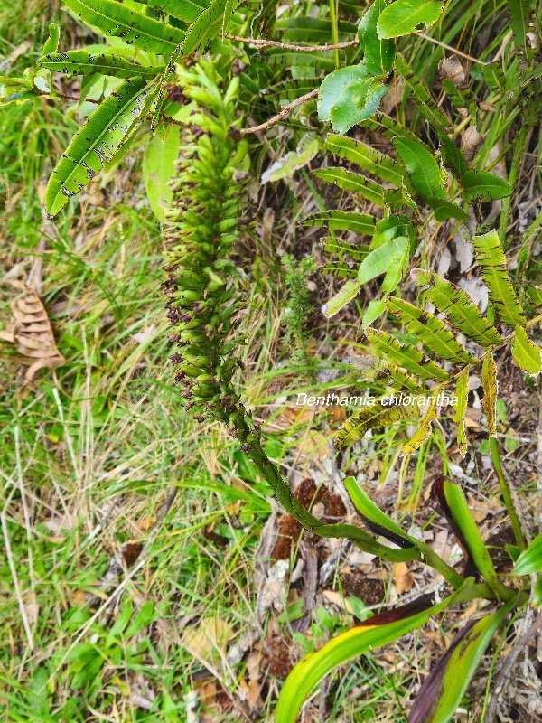 Benthamia chlorantha Orchidaceae End émique La Réunion, Maurice 04.jpeg