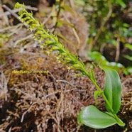 Benthamia erinacea Orchidaceae  Indigène La Réunion 30.jpeg