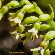 Benthamia erinacea Orchidaceae Indigène La Réunion 01.jpeg