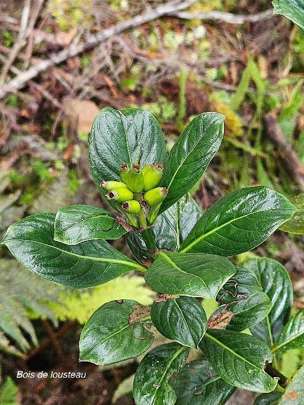 Chassalia gaertneroides Bois de lousteau Rubiaceae Endémique La Réunion 16.jpeg