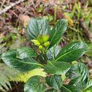 Chassalia gaertneroides Bois de lousteau Rubiaceae Endémique La Réunion 16.jpeg