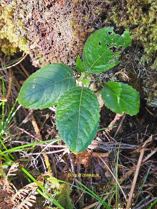 Claoxylon dolichostachyum Bois d'oiseaux E uphorbiaceae Endémique La Réunion 24.jpeg
