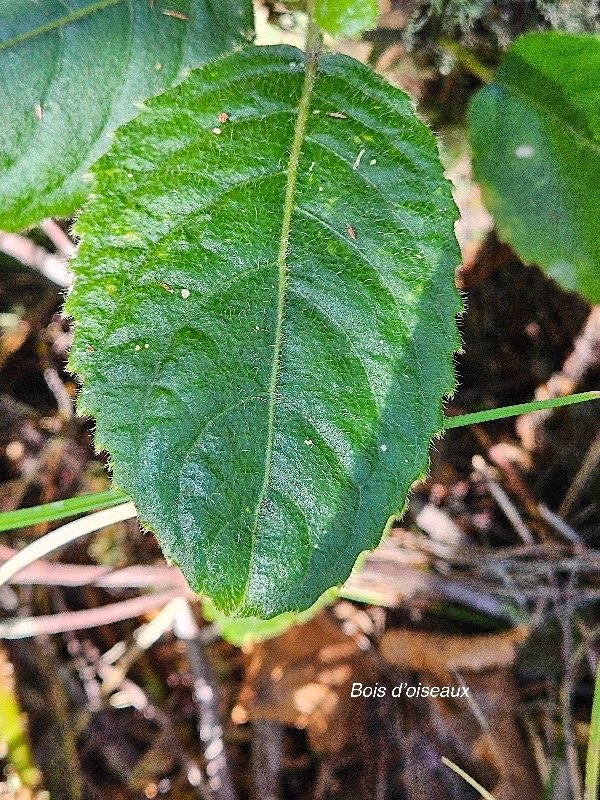 Claoxylon dolichostachyum Bois d'oiseaux E uphorbiaceae Endémique La Réunion 31.jpeg