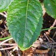 Claoxylon dolichostachyum Bois d'oiseaux E uphorbiaceae Endémique La Réunion 31.jpeg