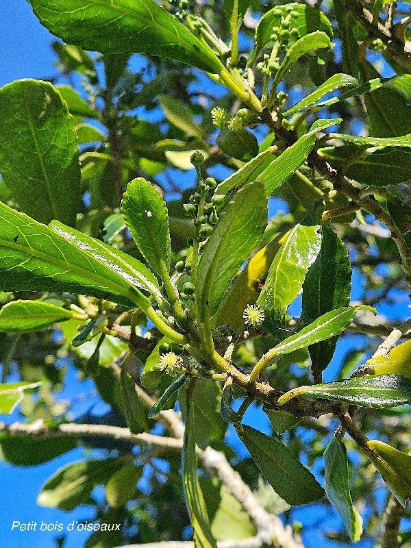 Claoxylon parviflorum Petit bois d'oiseaux  Euphorbiaceae Endémique Mascareignes 8.jpeg