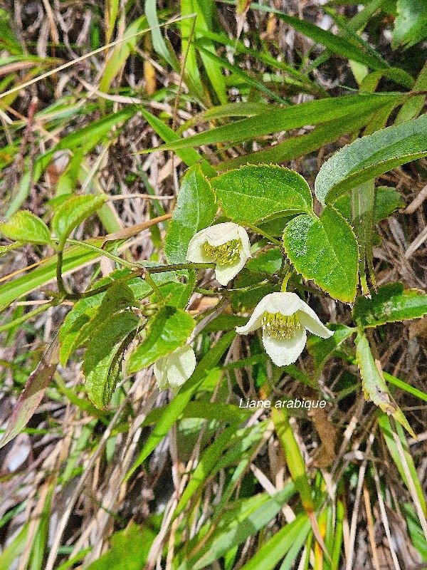 Clematis mauritiana Liane arabique Ranu nculaceae Indigène La Réunion 53.jpeg