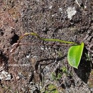 Cynorkis castillonii Orchidacea e Endémique La Réunion 17.jpeg